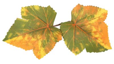 ZO Ghillie Crafting Leaves 50pc Set 1